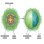 Phytoreovirus_virion